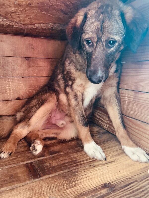 WOODY (♂) - seit 2021 im Shelter – Bild 13