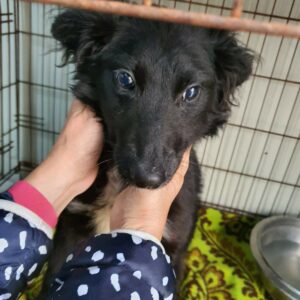 QUAX - reserviert Hundescheune Fläming - vermittelt