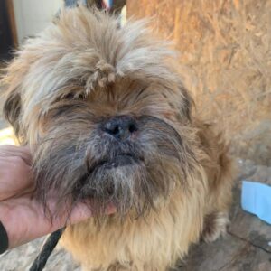 CHEWIE - reserviert 4animals - vermittelt