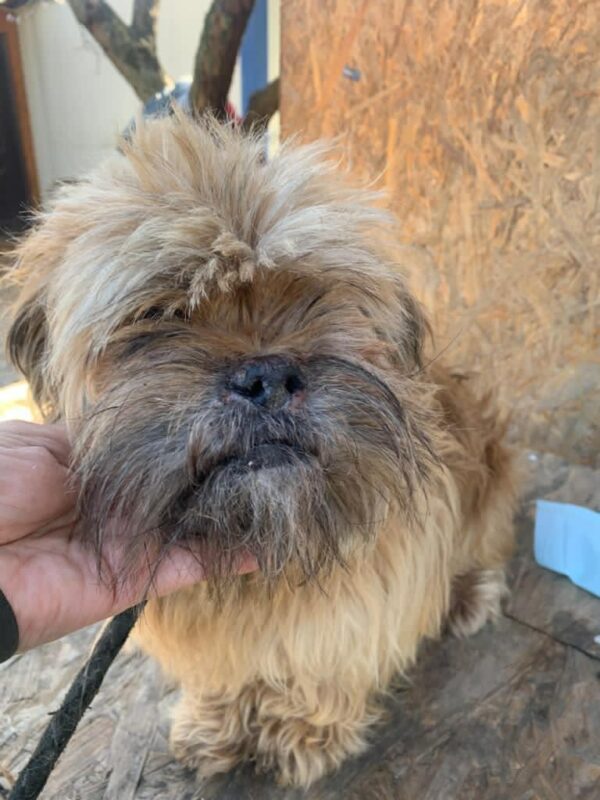 CHEWIE - reserviert 4animals - vermittelt