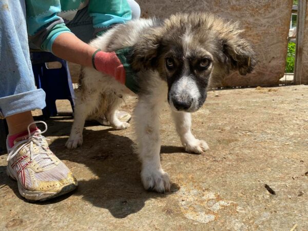 CRUSOE - auf Pflegestelle in PLZ 2 - vermittelt – Bild 6