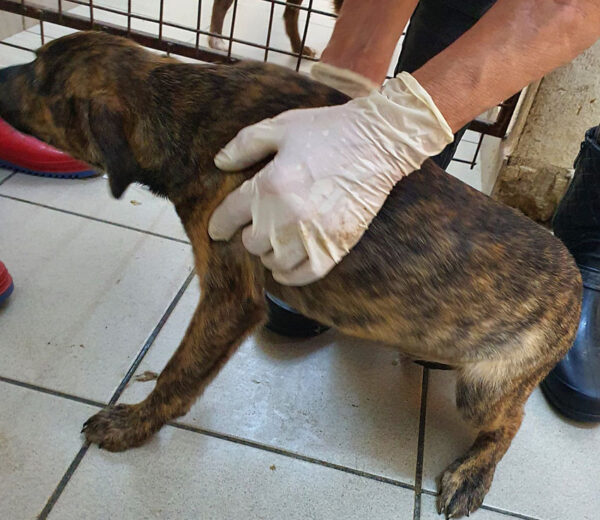 JADIS - reserviert Tierhilfe Lebenswert DR - vermittelt – Bild 3