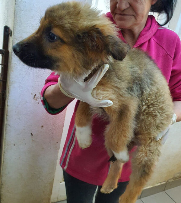 BRUNO - reserviert 4animals - vermittelt – Bild 2