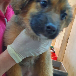 BRUNO - reserviert 4animals - vermittelt