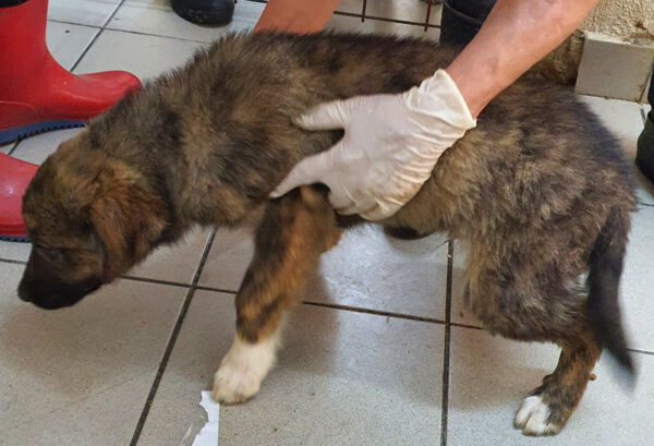 TITAN - reserviert 4animals - vermittelt – Bild 3