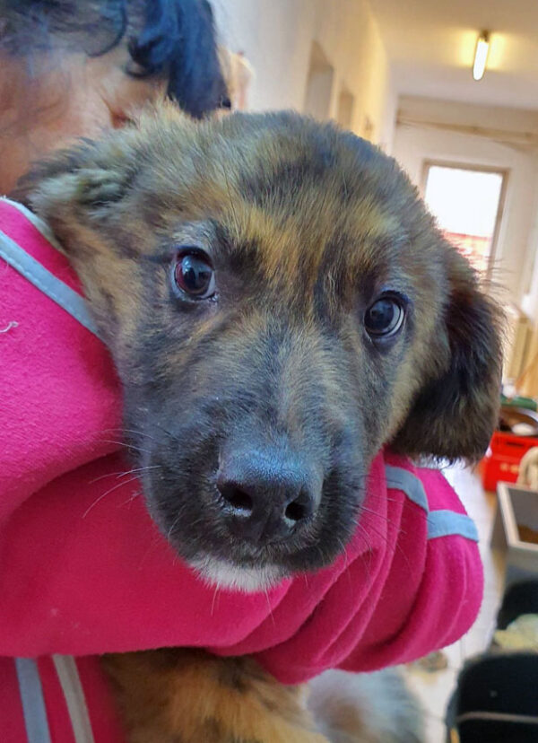 TITAN - reserviert 4animals - vermittelt – Bild 2