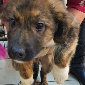 TITAN - reserviert 4animals - vermittelt