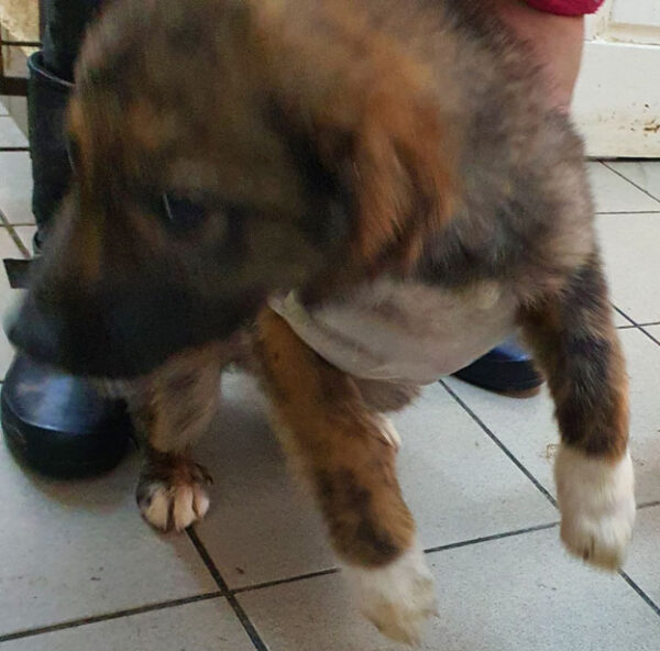 TITAN - reserviert 4animals - vermittelt – Bild 4