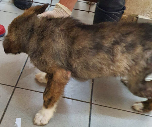 TITAN - reserviert 4animals - vermittelt – Bild 5