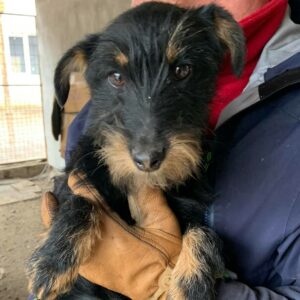 SCHNAUTZI - reserviert NadineH - vermittelt