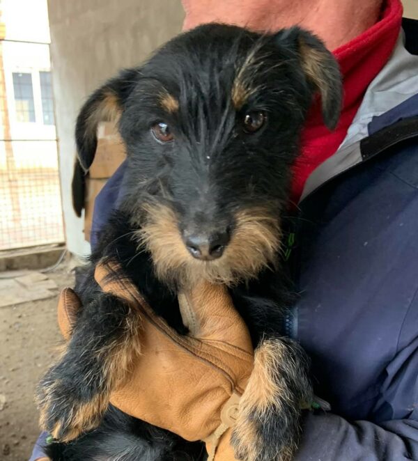 SCHNAUTZI - reserviert NadineH - vermittelt