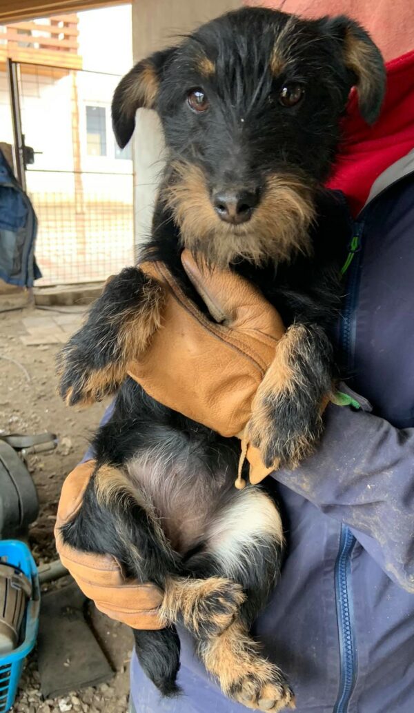 SCHNAUTZI - reserviert NadineH - vermittelt – Bild 2