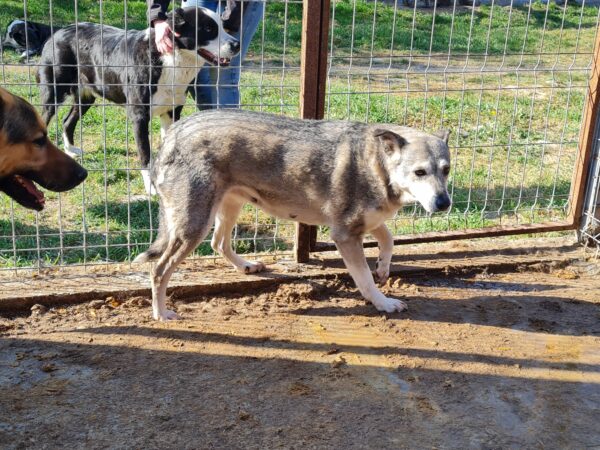 MALOU (♀) - vermittelt NH – Bild 3