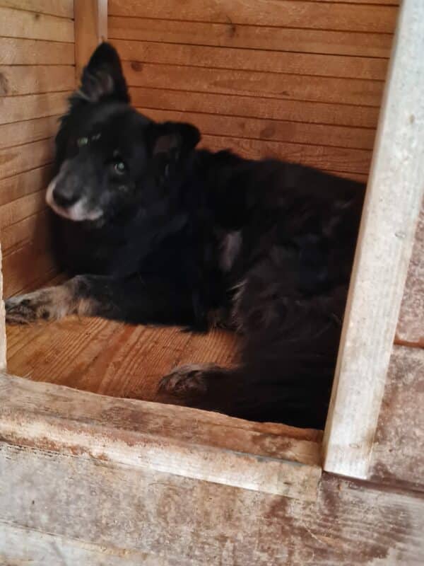 OLLIE - auf PDR PS im PLZ Bezirk 71 – Bild 6