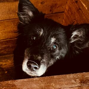 OLLIE - auf PDR PS im PLZ Bezirk 71