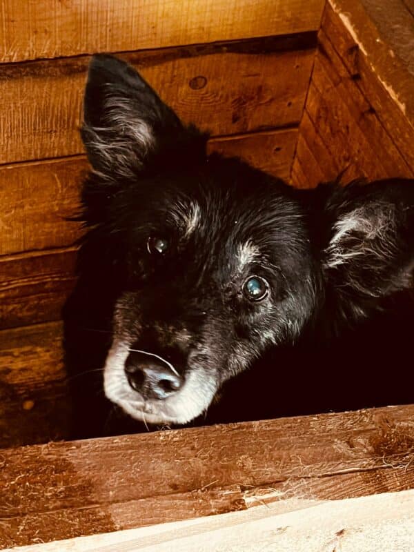 OLLIE - auf PDR PS im PLZ Bezirk 71