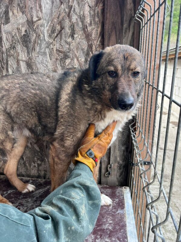 WOODY (♂) - seit 2021 im Shelter – Bild 14