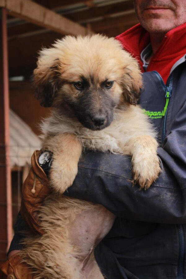 POLLY - reserviert Betty - vermittelt – Bild 4