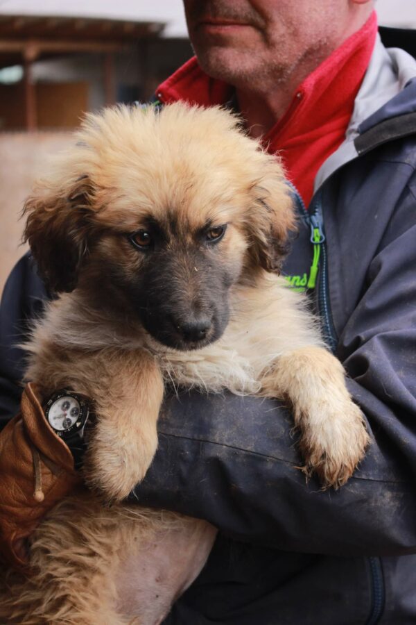POLLY - reserviert Betty - vermittelt – Bild 2
