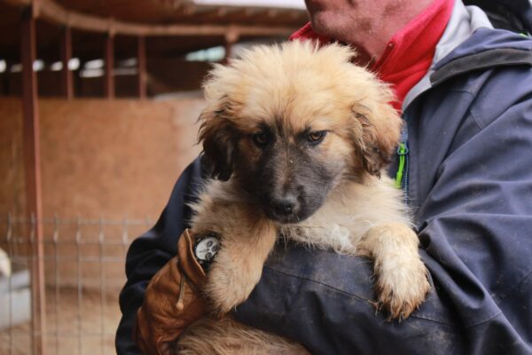 POLLY - reserviert Betty - vermittelt – Bild 3