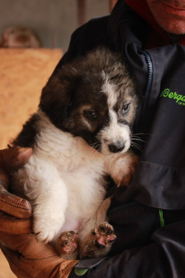CRUSOE - auf Pflegestelle in PLZ 2 - vermittelt – Bild 3