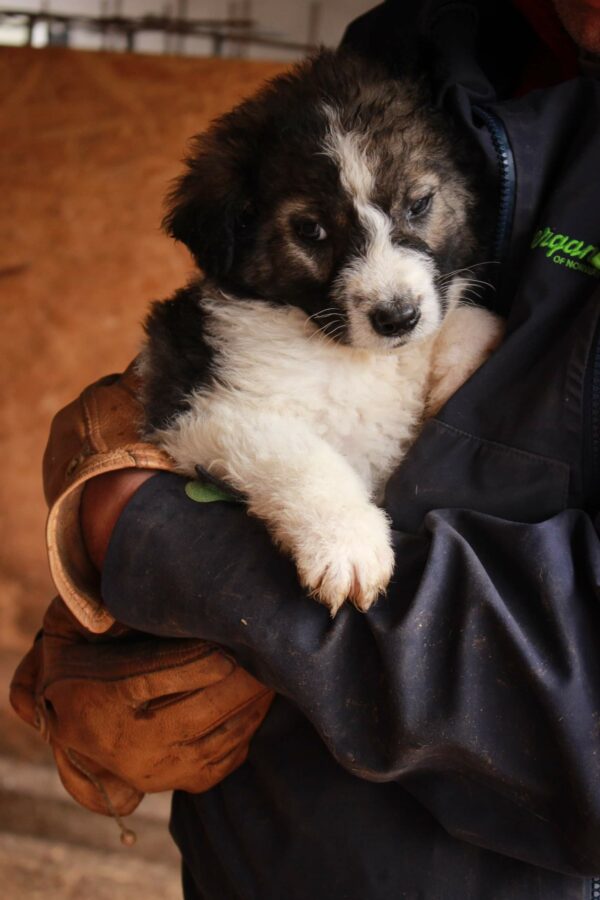 CRUSOE - auf Pflegestelle in PLZ 2 - vermittelt – Bild 2