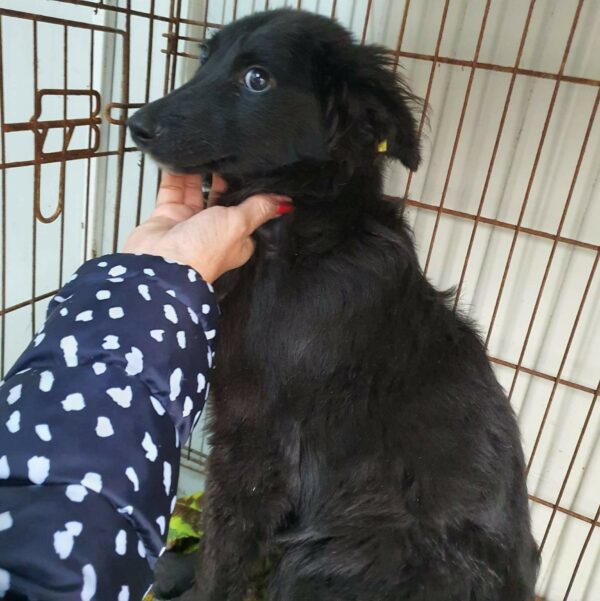 QUAX - reserviert Hundescheune Fläming - vermittelt – Bild 2