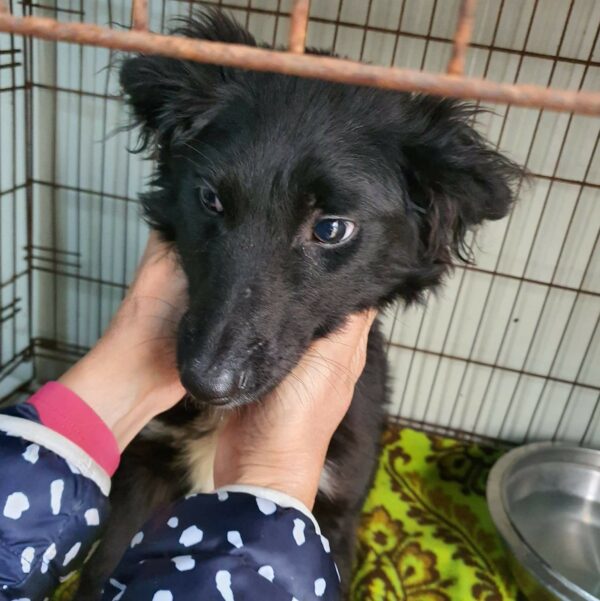 QUAX - reserviert Hundescheune Fläming - vermittelt – Bild 3
