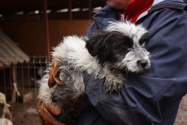 AIKO - reserviert TH Andernach - vermittelt – Bild 4
