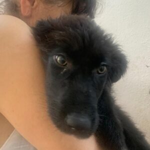 BIJOU - reserviert Hundescheune Fläming - vermittelt
