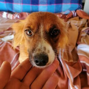 SUNNY - reserviert Tierheim Andernach - vermittelt
