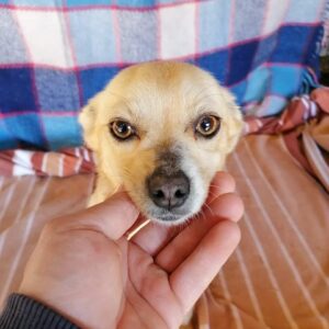 ANGIE - reserviert Tierheim Andernach - vermittelt