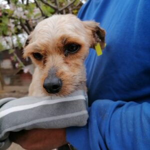 JIMINY - reserviert TH Andernach - vermittelt