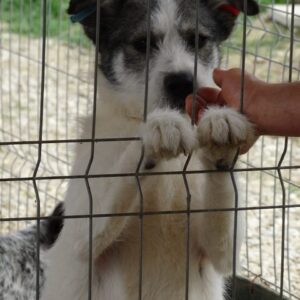 GITTI - reserviert Betty - vermittelt