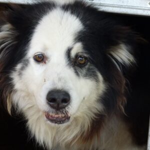 PHOEBE - reserviert Lorraine - vermittelt
