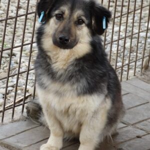 SWEETY - reserviert 4animals - vermittelt