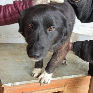 MOLLIE - reserviert 4animals - vermittelt