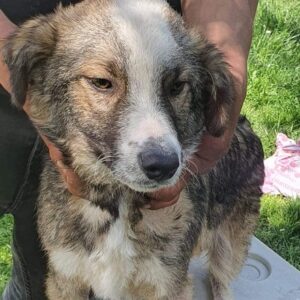 PETZI - reserviert 4animals - vermittelt