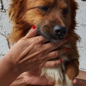NUTS - reserviert 4animals - vermittelt