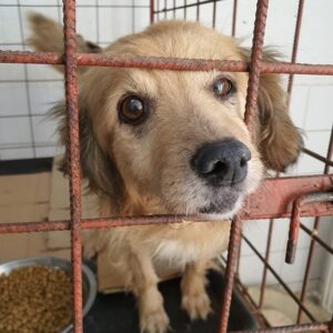 IMELDA - reserviert Hundescheune Fläming - vermittelt