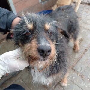 FANNY - reserviert 4animals - vermittelt