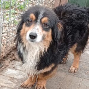 SQUIRRY - auf Pflegestelle in PLZ 1 - vermittelt