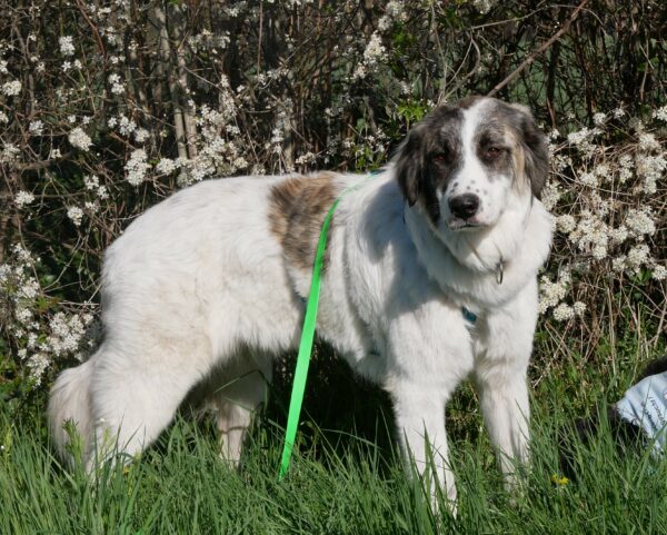 Bella in 21493 Möhnsen *vermittelt* – Bild 16