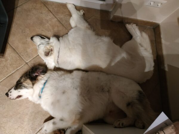 Bella in 21493 Möhnsen *vermittelt* – Bild 5