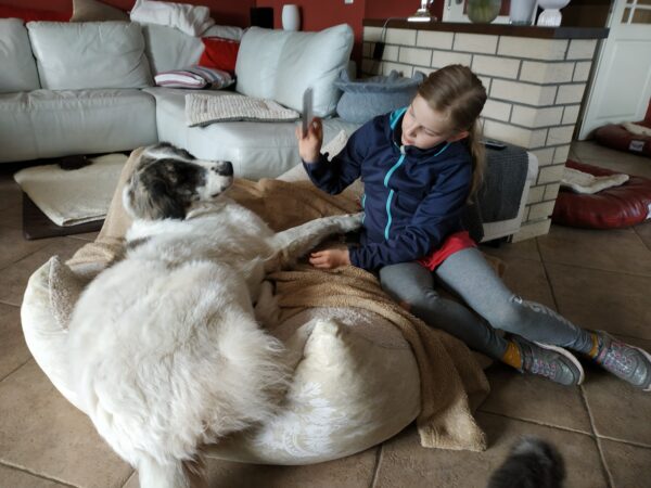 Bella in 21493 Möhnsen *vermittelt* – Bild 8