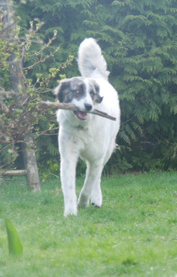 Bella in 21493 Möhnsen *vermittelt* – Bild 15
