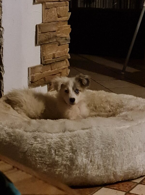Tilly in 97440 Werneck *vermittelt* – Bild 11