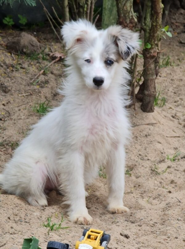 Tilly in 97440 Werneck *vermittelt* – Bild 4