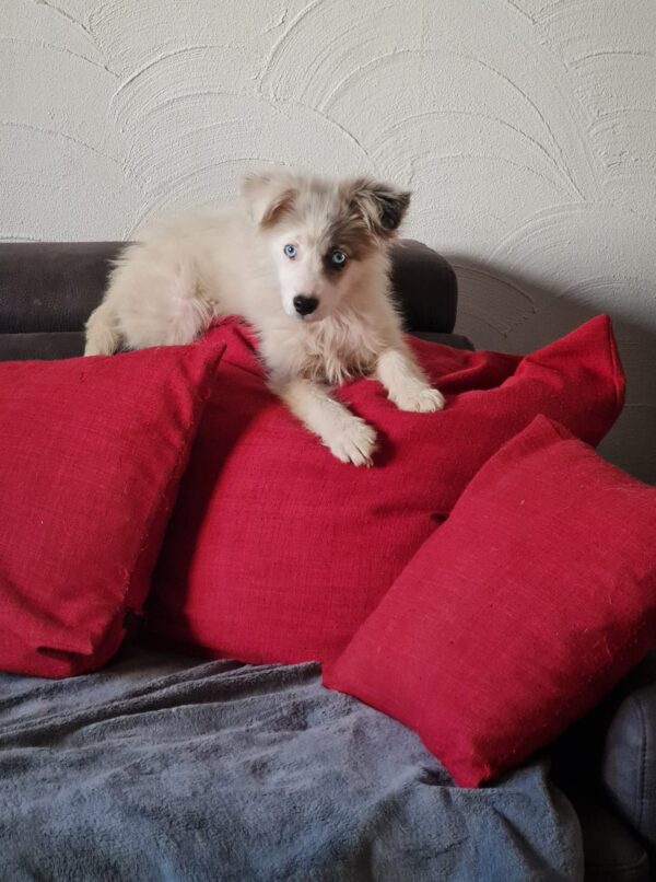 Tilly in 97440 Werneck *vermittelt* – Bild 10