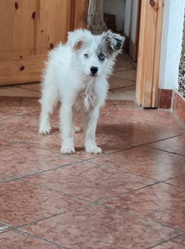 Tilly in 97440 Werneck *vermittelt* – Bild 13
